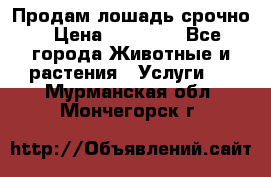 Продам лошадь срочно › Цена ­ 30 000 - Все города Животные и растения » Услуги   . Мурманская обл.,Мончегорск г.